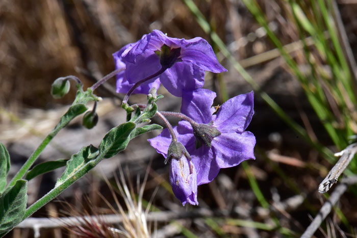 Purple Nightshade; Note back-side of showy flowers is also attractive; blooms from April to November in Arizona and from February to June in California. Solanum xanti 